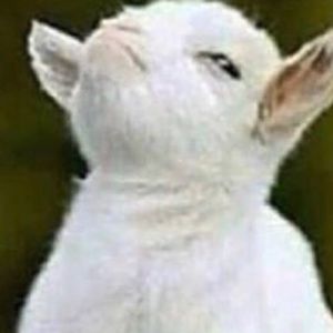 Meet your Posher, Moises